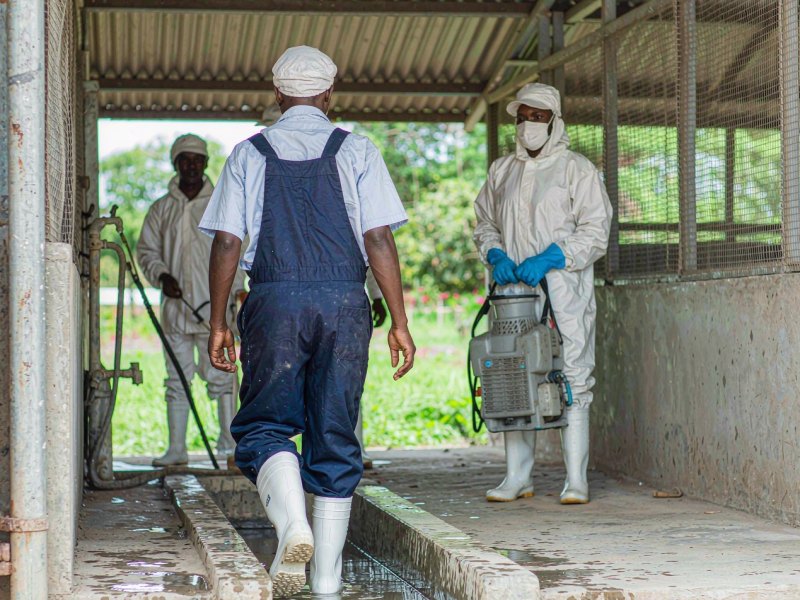 Nigeria Steps Up African Swine Fever Biosecurity at Oke-Aro: What Pig Farms Should Do Now