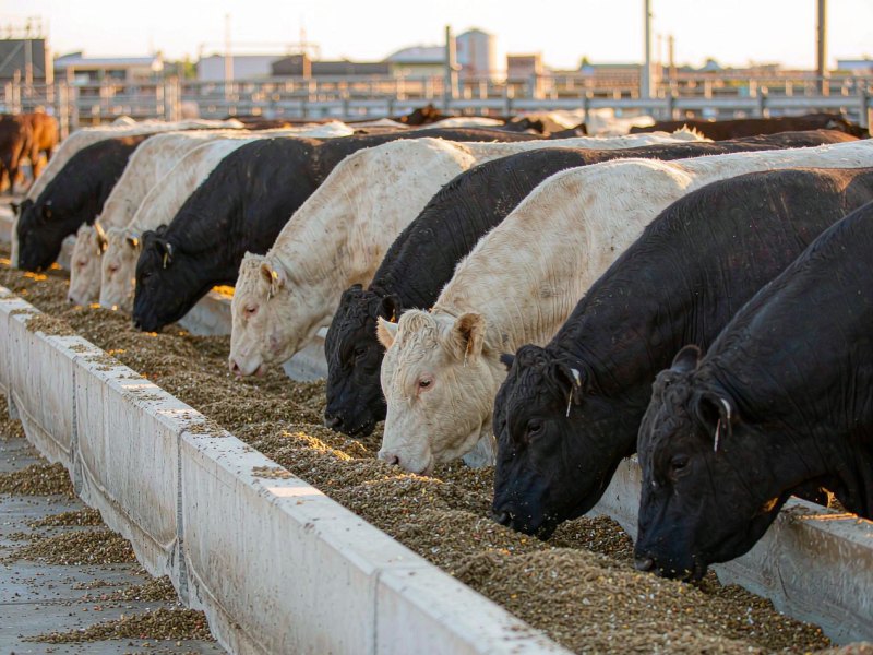 Comment choisir le bon prémix pour bovins à viande