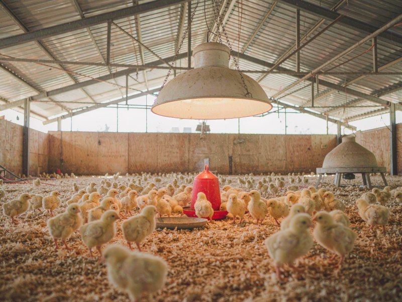 Conduite des poussins de chair la première semaine : les 7 premiers jours décident de votre indice de consommation