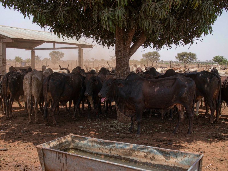 Gérer le stress thermique chez les bovins à viande : gestes concrets pour les parcs d'engraissement ouest-africains