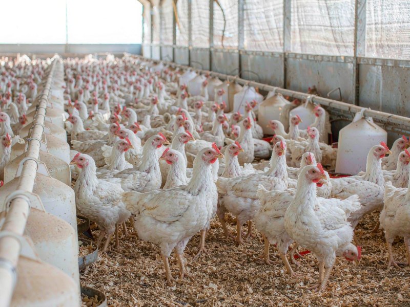 Coccidiosis in Broilers: Practical Control That Protects Feed Conversion