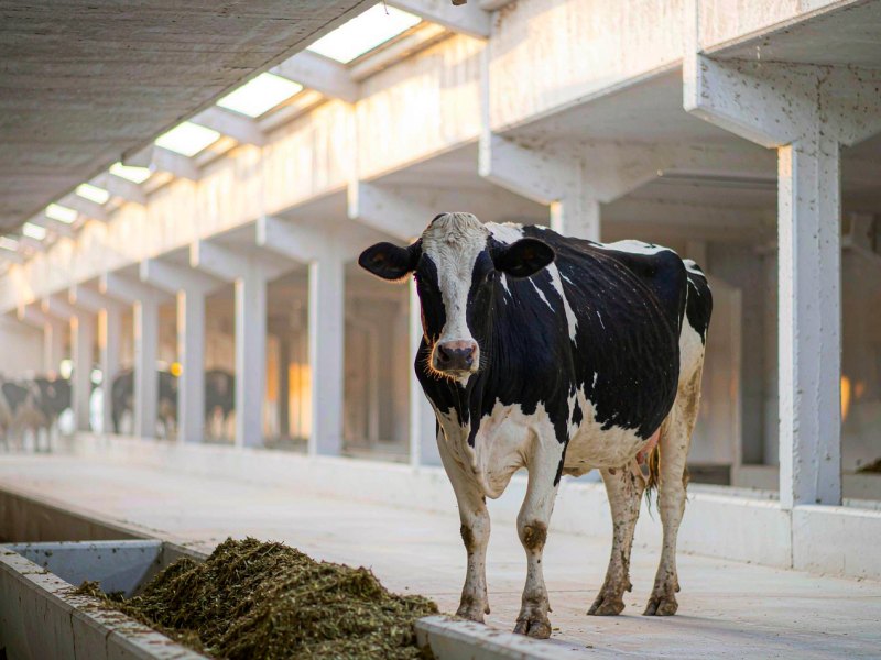 Feeding the Dairy Cow Through the Dry Period and Transition