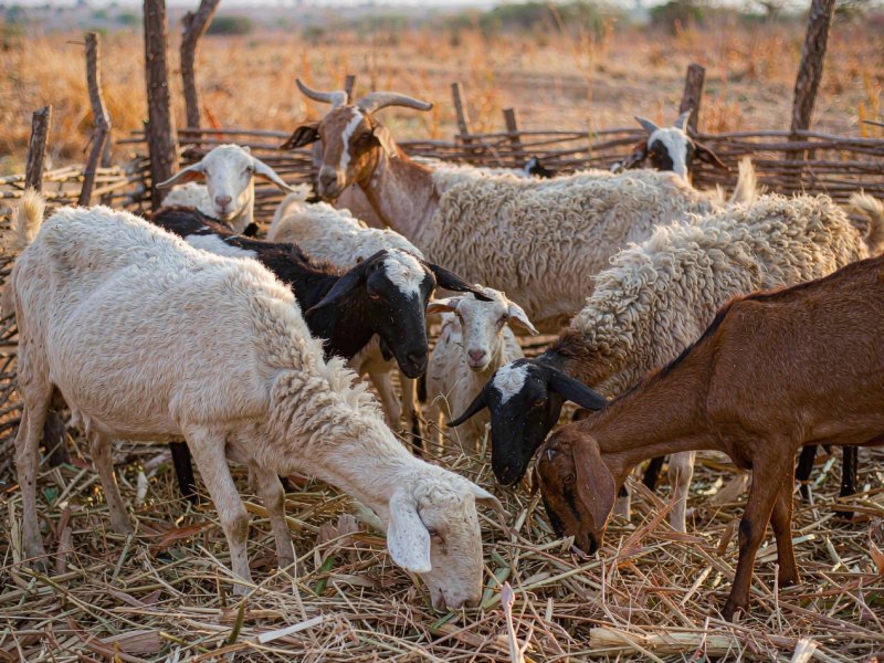 Dry-Season Feeding for Sheep and Goats: 5 Ways to Get More from Low-Quality Forage
