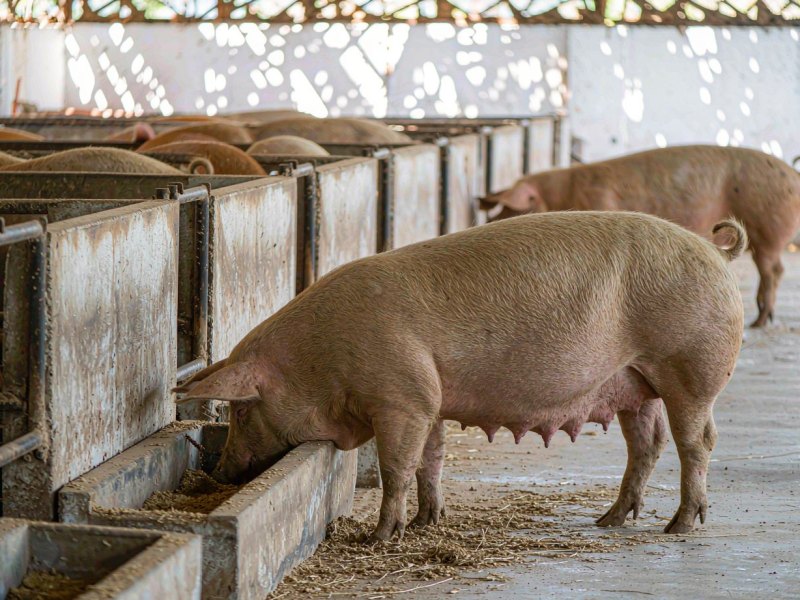 Truie gestante : état corporel et ration quotidienne
