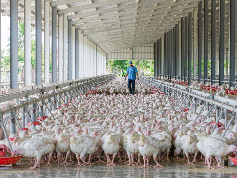 Ghana Signs 270 Million Dollar Poultry Deal to Cut Chicken Imports