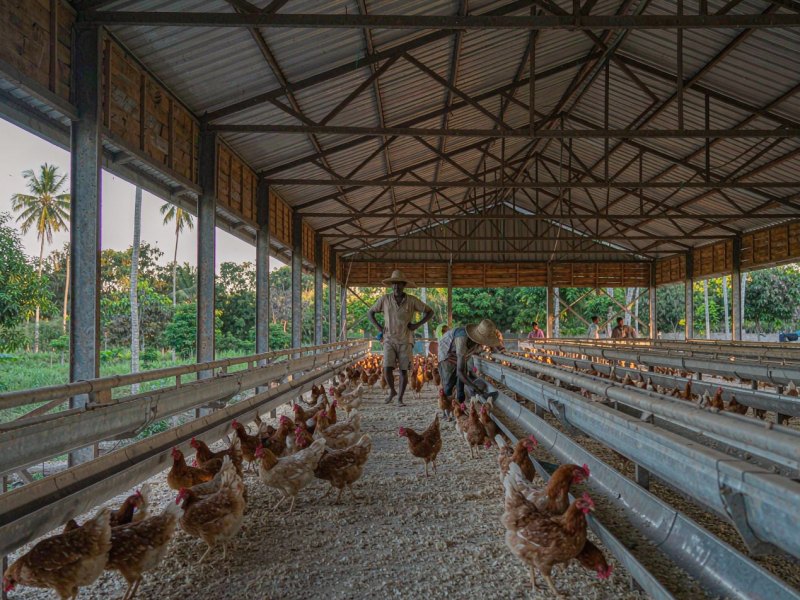 Ghana Poultry Self-Sufficiency Climbs from 5% to 21%: What It Means for Feed Demand