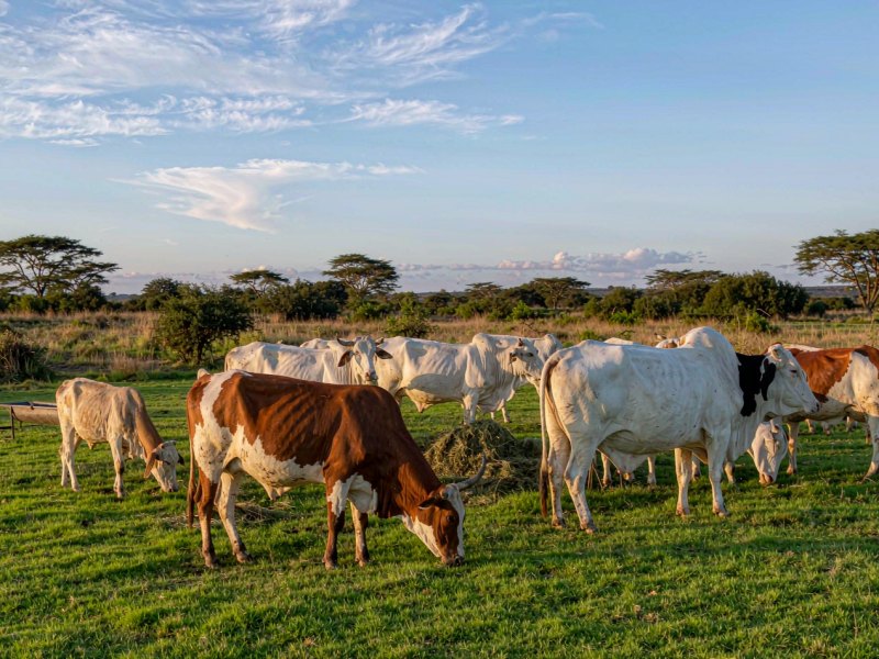 Kaduna Moves to Year-Round Livestock Feed Production as the ALDDN Dairy Programme Closes