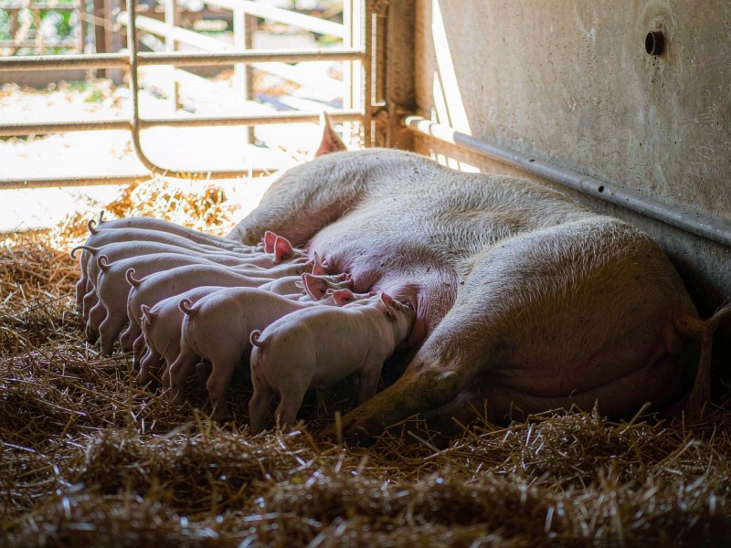 Nourrir la truie allaitante : la consommation d'aliment pilote le lait et le poids au sevrage
