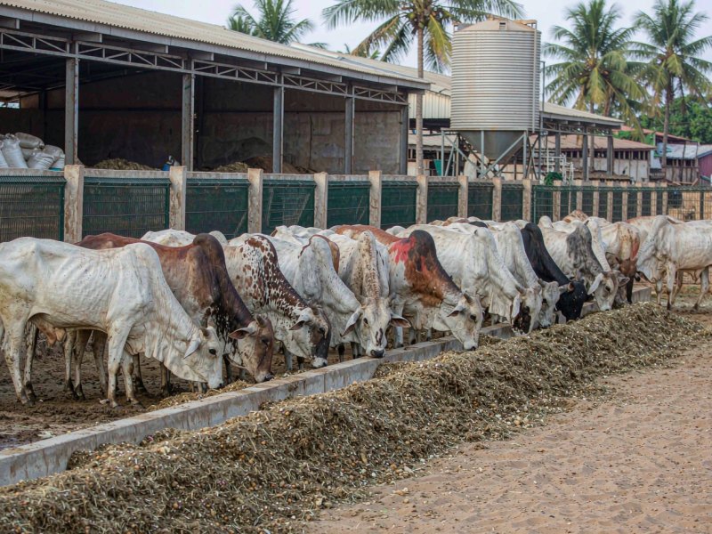Lagos to Fatten 100,000 Cattle a Year: What It Means for Feed Demand