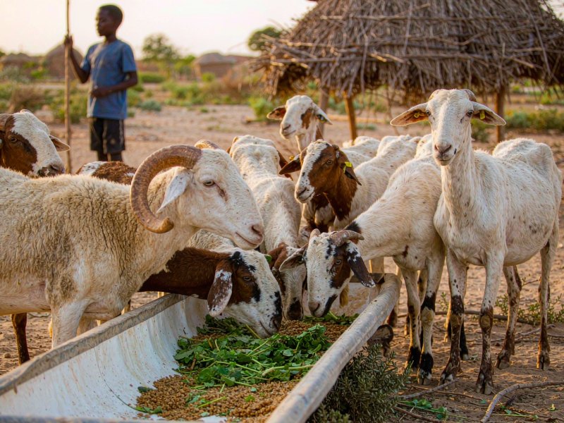 How to Fatten Lambs After Weaning: A Practical Feeding Plan for West African Farms