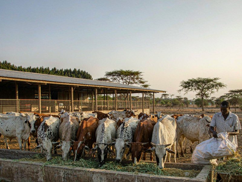 Nigeria Puts Feed and Fodder at the Centre of Its Livestock Plan as Dairy Imports Reach 1.5 Billion Dollars