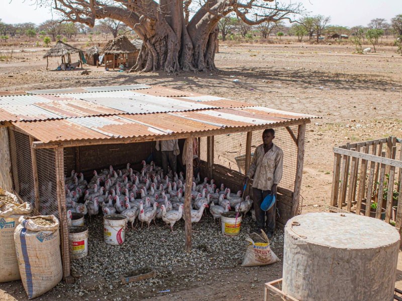 Why Northern Nigeria Poultry Farms Are Cutting Flocks