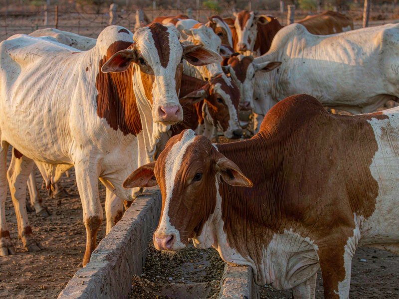 Olam Agri Enters Cattle Feed in Nigeria: What a 150 Million Dollar Bet Means for Farmers