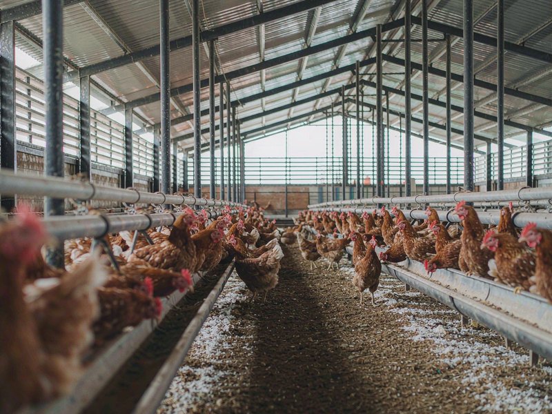 Feeding Pullets Right: Frame Weight Targets That Decide Your Next Flock