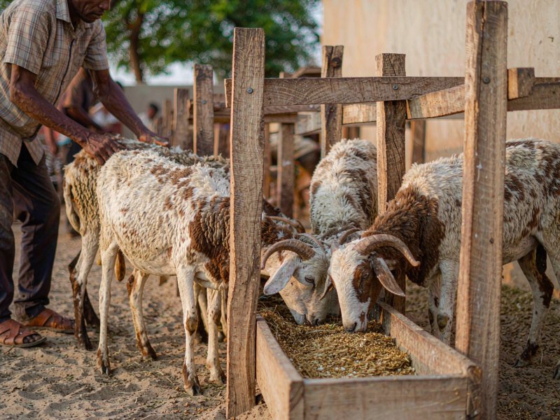 Fattening Rams in 90 Days: A Practical Feeding Programme