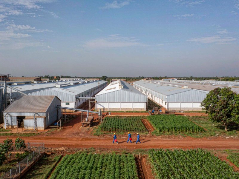 Sedima Bets 35 Million Dollars on Congo: Can Integrated Farms Cut Chicken Imports?