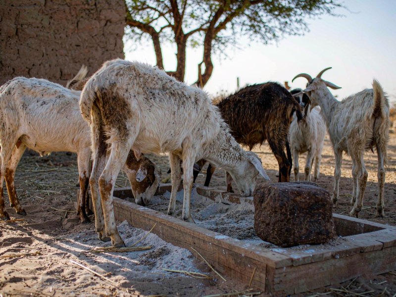 Do Sheep and Goats Need Mineral Supplements? Why a Salt Lick Falls Short