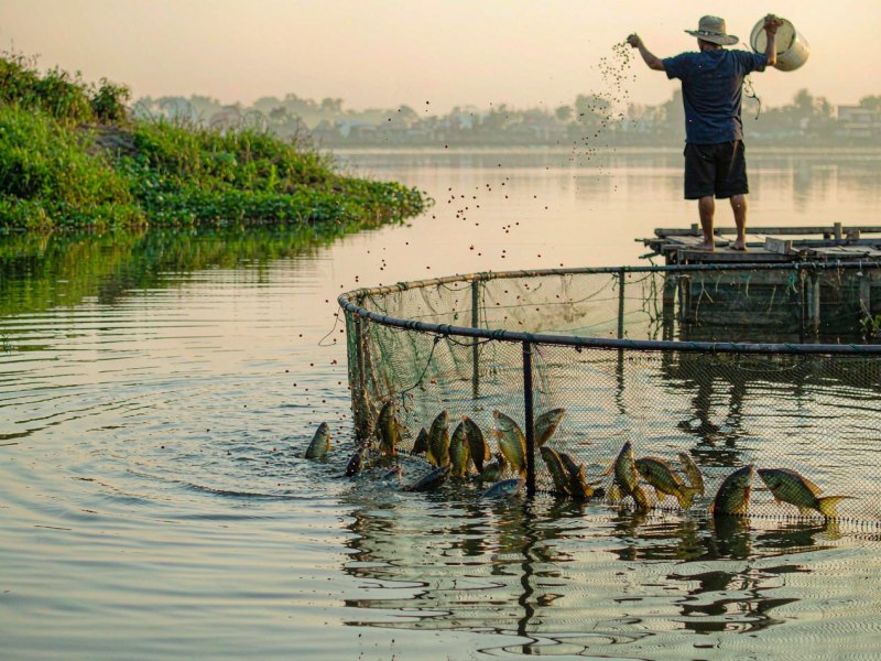 How to Reduce Feed Cost in Tilapia Farming: Seven Practical Steps