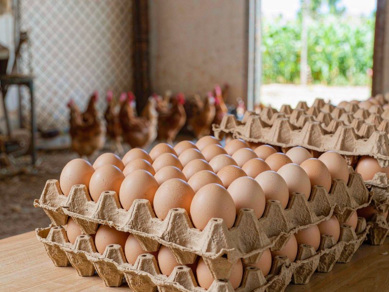 World Egg Day 2026: Nigeria Launches an Egg Market App as Feed Costs Bite